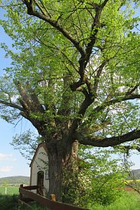 Památná lípa u kaple