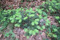 Malých jedliček je tu hodně