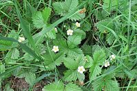 Bude tady i spousta jahod, snad nezmrznou