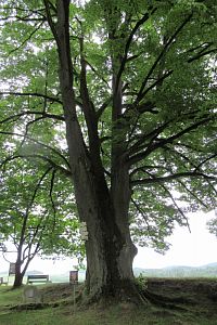 Chráněná Tanaberská lípa