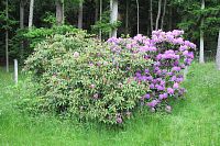 Rododendron u altánu