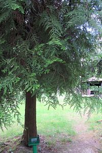 Žeravinec japonský