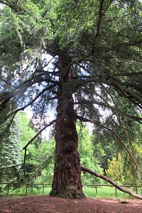 Douglaska tisolistá (Czerninova douglaska)