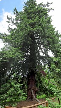 Douglaska tisolistá v celé své kráse