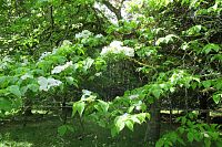 Dřín květnatý - český nejmohutnější exemplář