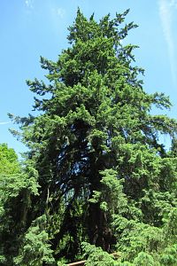 Americká zahrada a Czerninova douglaska