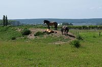 Takhle pohodově vypadají divocí koně
