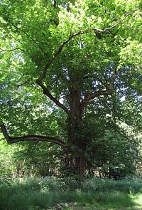 Ten strom asi už taky pamatuje hodně