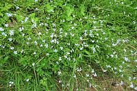 Kytičky (dnes pomněnky) fotím ráda