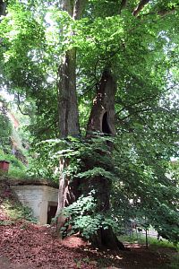 Památný strom - lípa velkolistá u sklepa