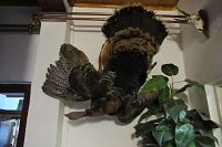 Kladská - restaurace a penzion U Tetřeva