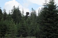 To kulaté je čarověník