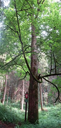 Klen na konci světa