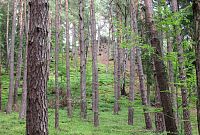 Mezi stromy je vidět skála s křížem