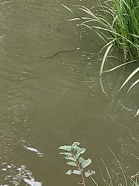 Užovka na rybníce Mulda