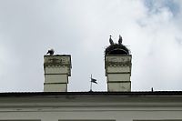 Čápi na letohrádku