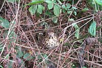 Malé nešťastné ptáčátko asi vypadlo z hnízda, snad si ho máma najde