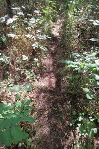 I tak vypadá cestička v lesoparku Knihov