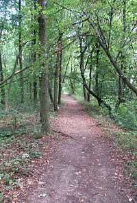 V Bořanovickém háji