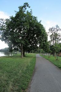 Odcházíme alejí Bedřicha Smetany