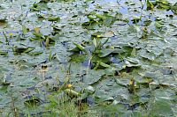 To bude krása, až to vše rozkvete