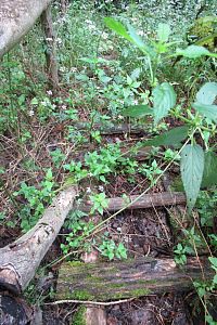 V 1. části sestupu do rokle je žebřík ještě vidět