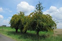 Špendlíky - to by byla pálenka