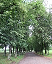 Lipovou alejí jdeme k zámku