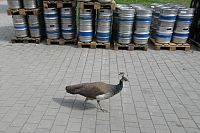 V Podorlickém pivovaře