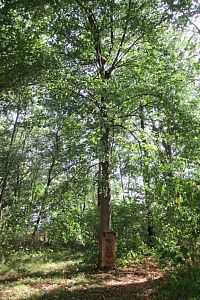 Rudoltice - Junácká lípa u zámku