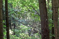 Rudoltice - už v houští vidíme kamennou mohylu