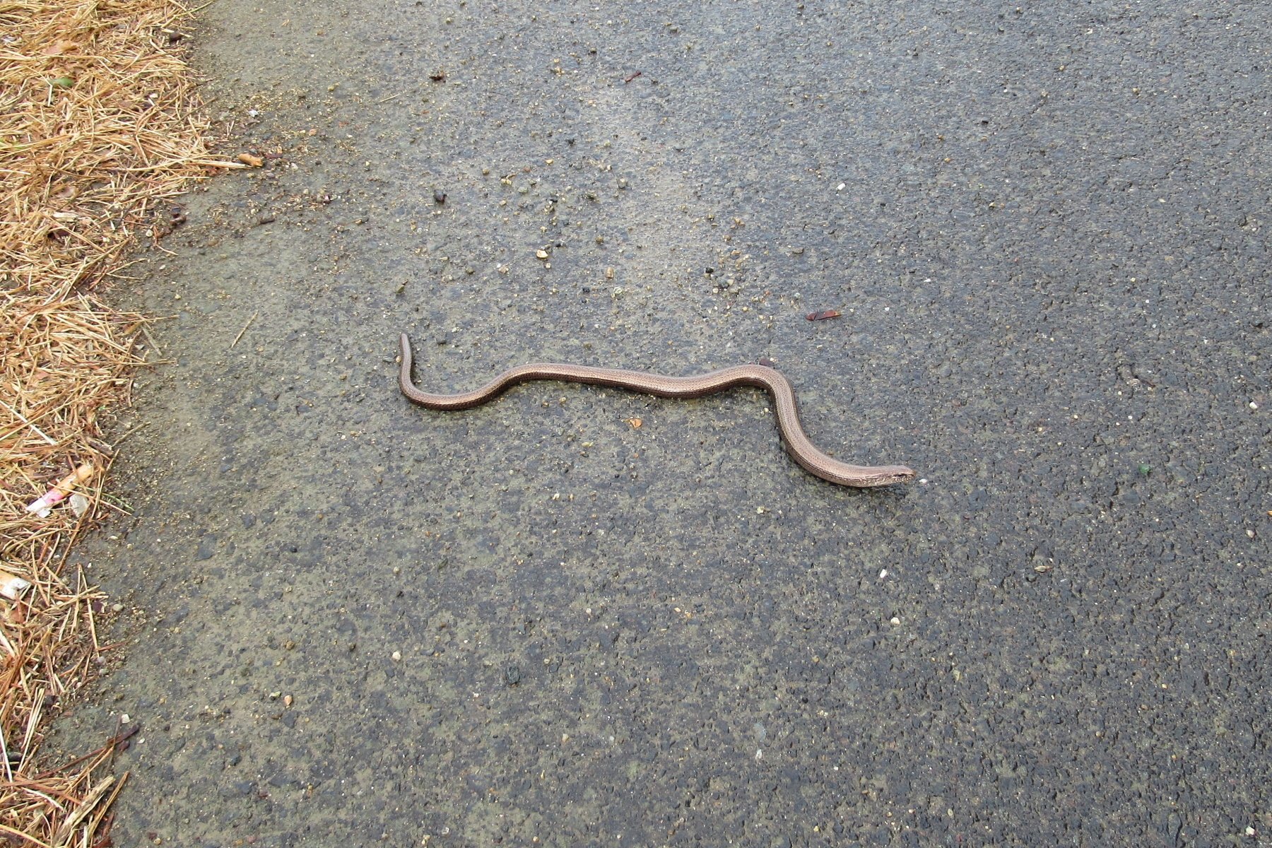 Přes Trutnov do Javorníků - 12. den: Bruntál-pivovar Hasič; okruh cca 8 km: Jánské Koupele - Svatojakubská cesta - kaple 14 svatých Pomocníků v nouzi - NS Břidlicová - NS Dědictví břidlice - pomník Carla Weisshuhna - Zálužná - Imaginárium břidlice