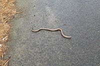 Přes Trutnov do Javorníků - 12. den: Bruntál-pivovar Hasič; okruh cca 8 km: Jánské Koupele - Svatojakubská cesta - kaple 14 svatých Pomocníků v nouzi - NS Břidlicová - NS Dědictví břidlice - pomník Carla Weisshuhna - Zálužná - Imaginárium břidlice