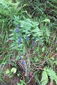 Hořec bohužel už odkvétá