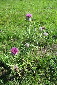 V Irsku ty bodláky byly větší - myslíme si