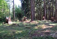 Takhle tady řádila vichřice