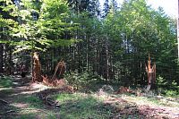 Zdá se nám to až nemožné, takhle ty stromy rozštípat