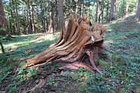 Zdá se nám to až nemožné, takhle ty stromy rozštípat