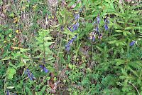 Je vidět, že je podzim, hořec odkvétá