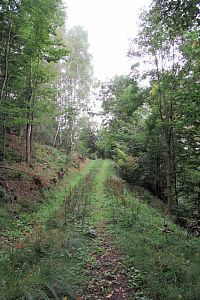 Rozježděnou cestu měníme na travnatou