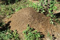 Zajímavé je, že mravenci lezou je na jedné straně mraveniště