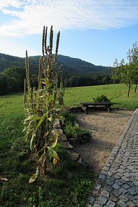 Cesta zdraví - u každé lavičky jsou léčivé bylinky