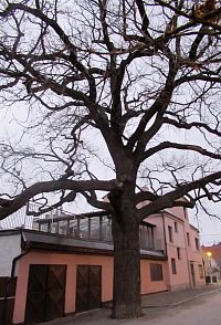 Památný dub letní