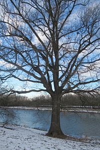 Stromy u Labe mne fascinují