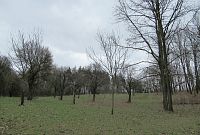 Ovocné stromy v lesoparku Řepy