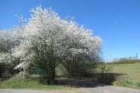 Blížíme se do osady Chaby - už to pěkně kvete