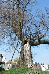 Masarykova lípa - je zajímavé, že stále roste