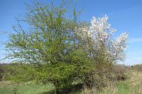 To je nádherný jarní kontrast