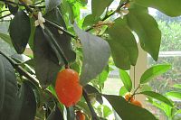 Citrus kumkvat ve skleníku