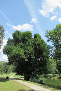 Březnice - zámecká zahrada